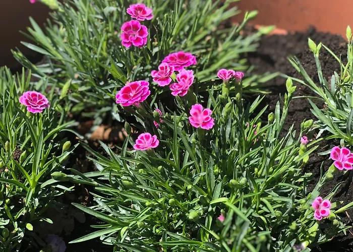 Zac House Panzió Toirano