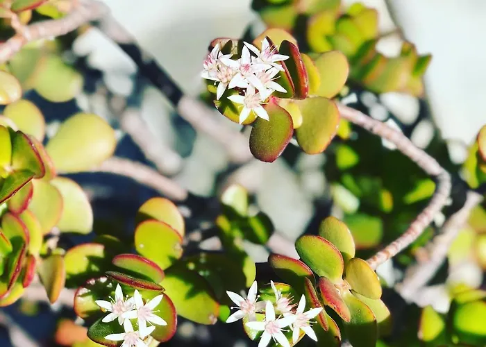 Zac House Panzió Toirano