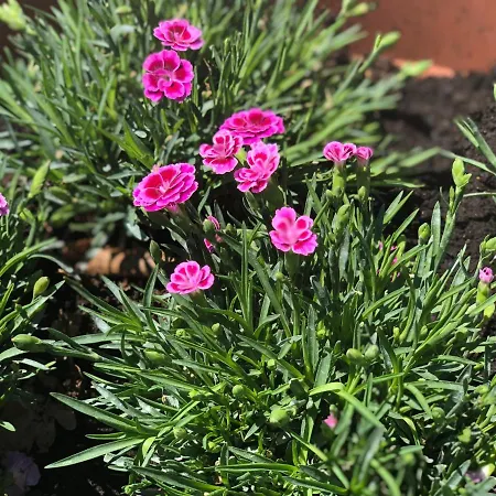 Zac House 住宿加早餐酒店 托伊拉诺