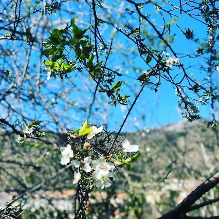 Zac House 4* 托伊拉诺