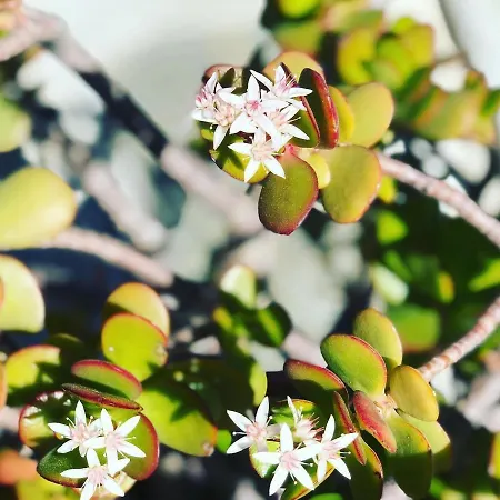 Zac House 住宿加早餐酒店 托伊拉诺