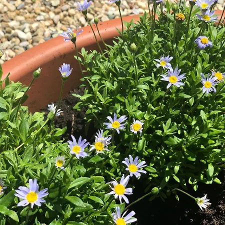 Zac House Тойрано